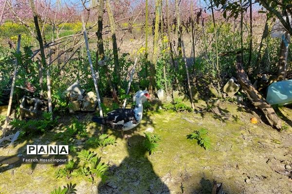 طبیعت بهاری در شمال کشور