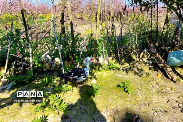 طبیعت بهاری در شمال کشور