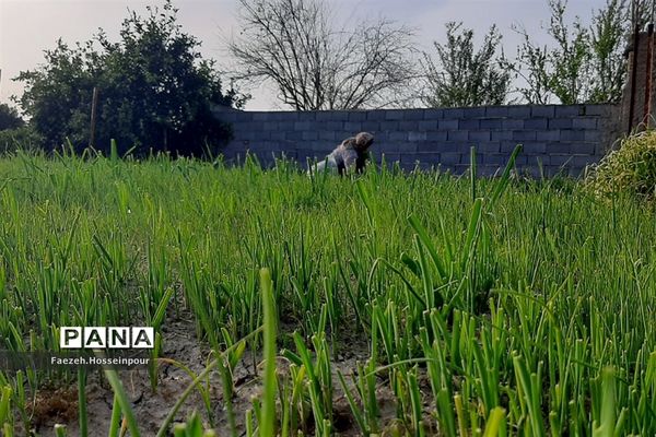 طبیعت بهاری در شمال کشور