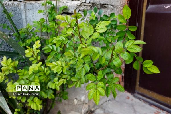 طبیعت بهاری در شمال کشور