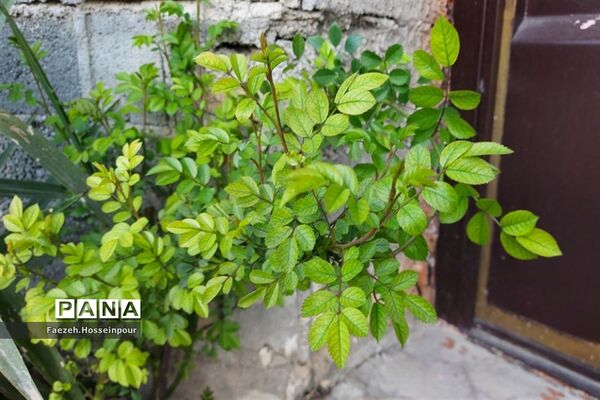 طبیعت بهاری در شمال کشور