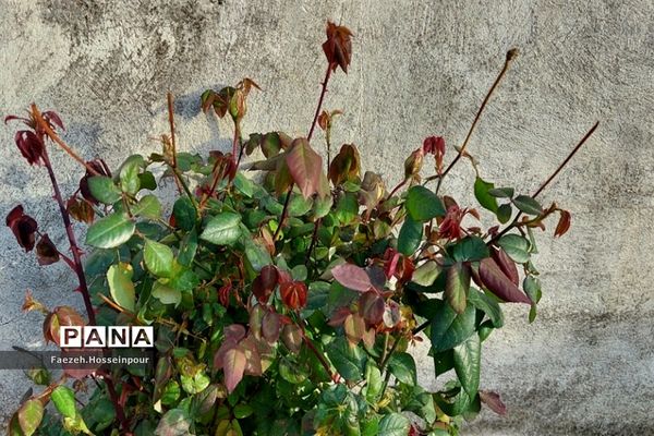 طبیعت بهاری در شمال کشور