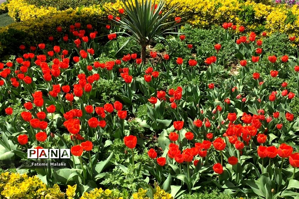 باغ گل‌های کرج