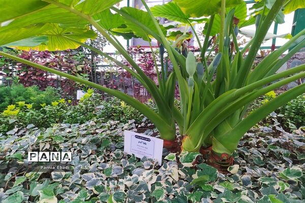 دیدنی‌های باغ پرندگان قم