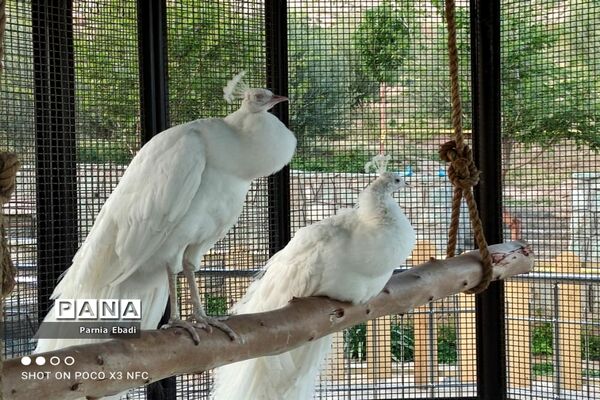 دیدنی‌های باغ پرندگان قم