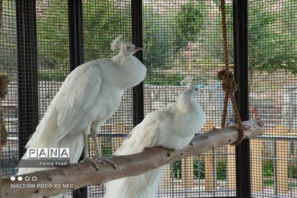 دیدنی‌های باغ پرندگان قم