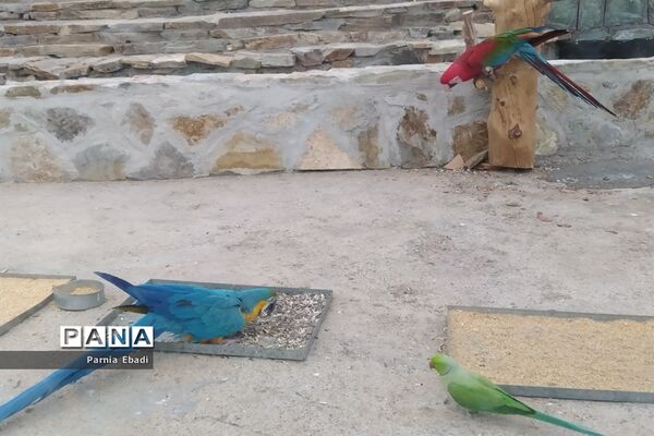 دیدنی‌های باغ پرندگان قم