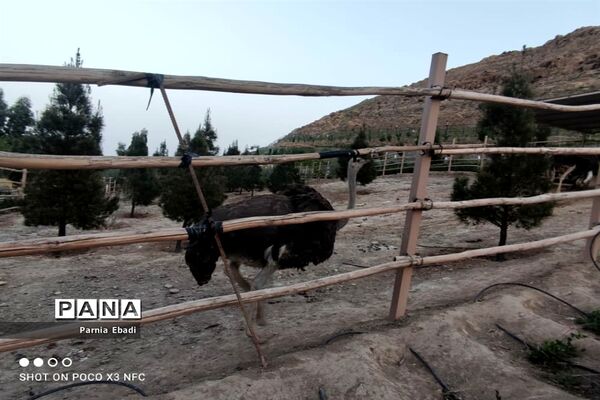 دیدنی‌های باغ پرندگان قم