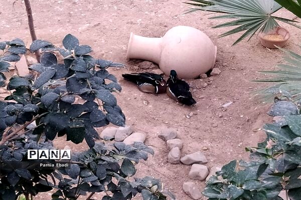 دیدنی‌های باغ پرندگان قم