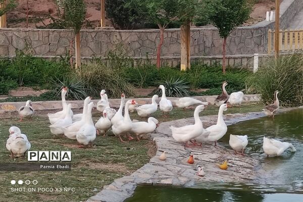 دیدنی‌های باغ پرندگان قم