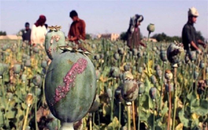 کشت انواع مواد مخدر در افغانستان ممنوع شد