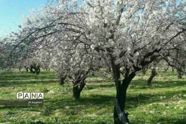 زیبایی‌های شهرکاج در فصل شکوفه‌ها