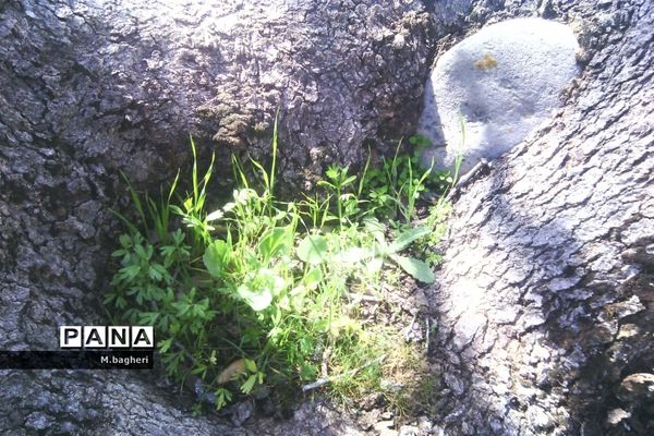 زیبایی‌های شهرکاج در فصل شکوفه‌ها