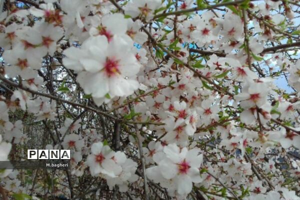زیبایی‌های شهرکاج در فصل شکوفه‌ها