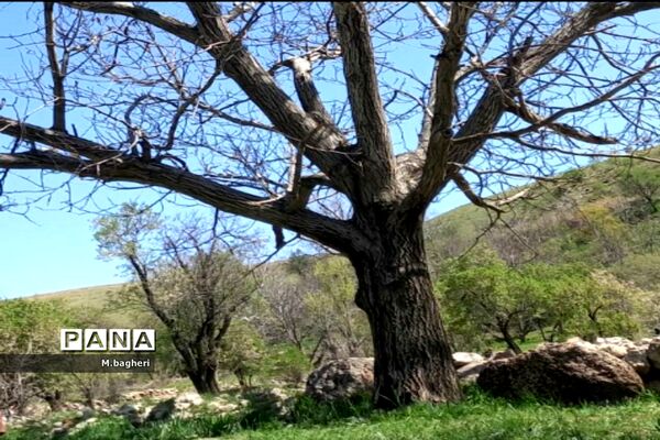 زیبایی‌های شهرکاج در فصل شکوفه‌ها