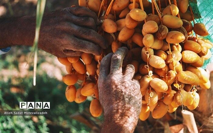 عرضه انواع خرما با قیمت مصوب در میادین میوه و تره‌بار تهران