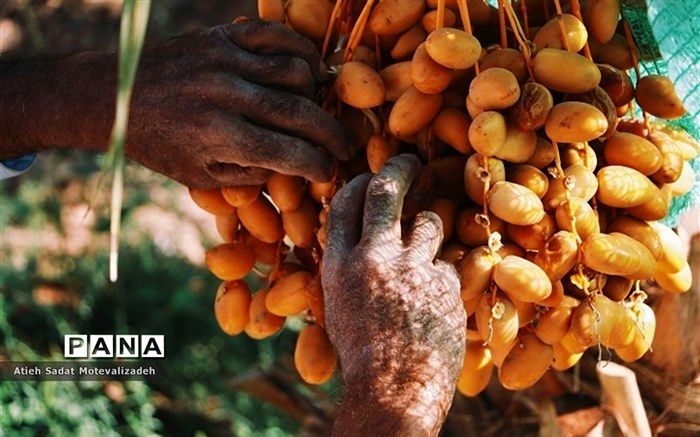 عرضه انواع خرما با قیمت مصوب در میادین میوه و تره‌بار تهران