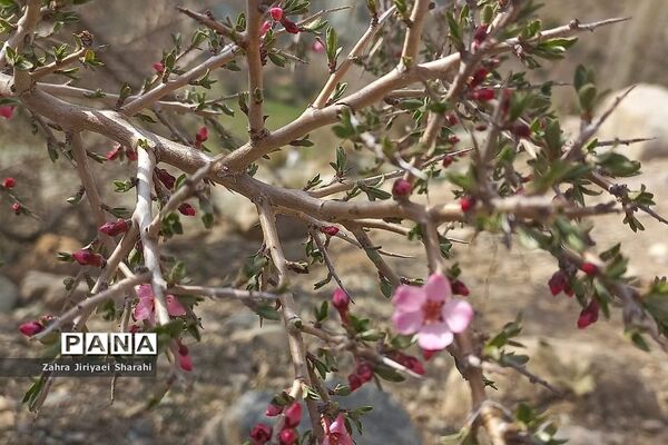 طبیعت بهاری در حوالی سد لتیان