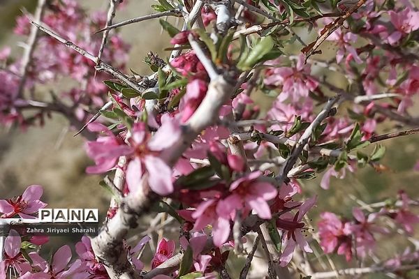 طبیعت بهاری در حوالی سد لتیان