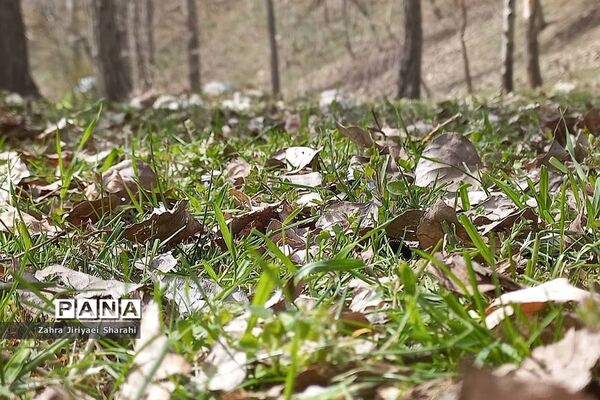 طبیعت بهاری در حوالی سد لتیان