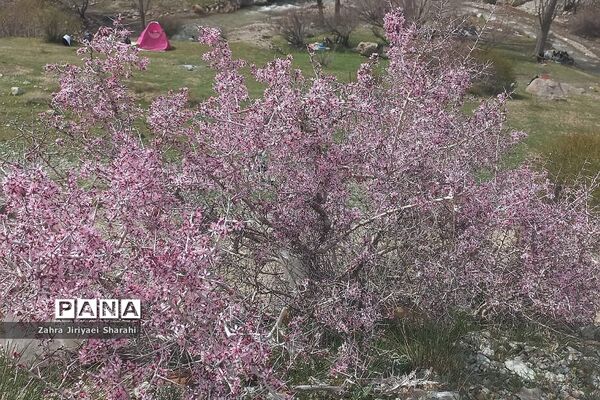 طبیعت بهاری در حوالی سد لتیان