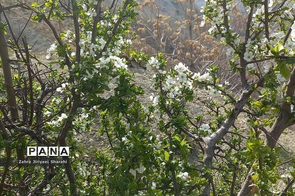 طبیعت بهاری در حوالی سد لتیان