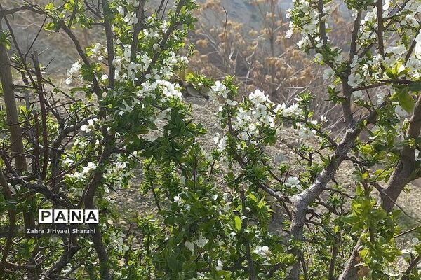 طبیعت بهاری در حوالی سد لتیان