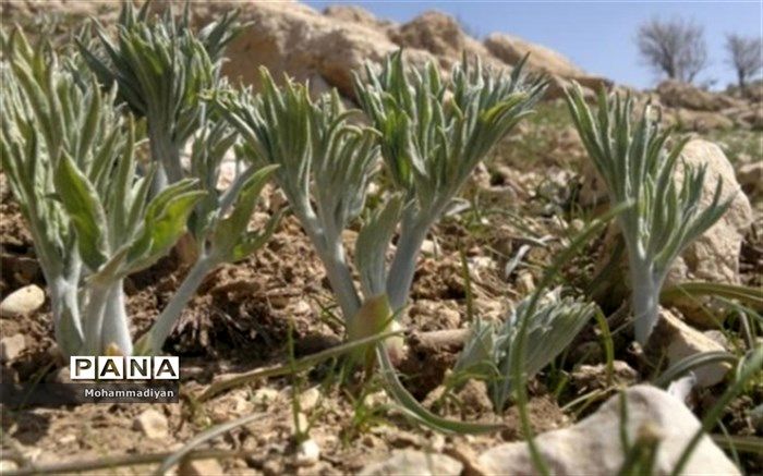 کُما، گیاه خاص و محبوب نیشابوری