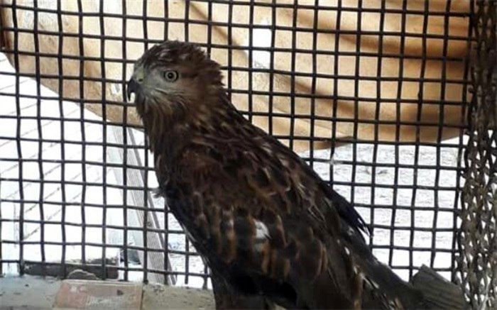 قاچاق حیات وحش و فروش به بیگانه