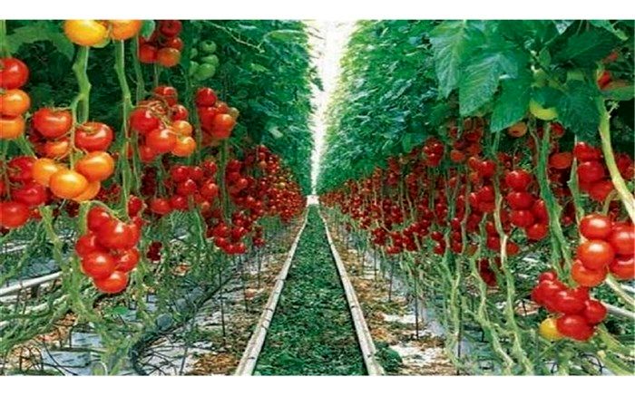 افزایش ۷ هزار تنی محصولات باغی در کشت و صنعت مغان