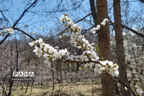 طبیعت بهاری خوانسار