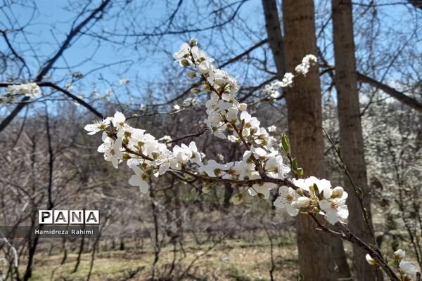 طبیعت بهاری خوانسار