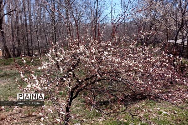 طبیعت بهاری خوانسار