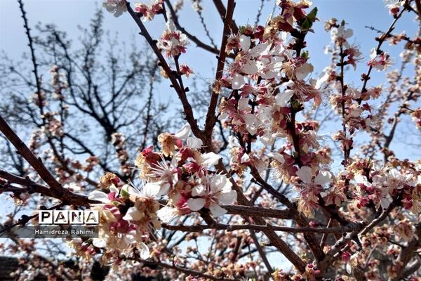 طبیعت بهاری خوانسار