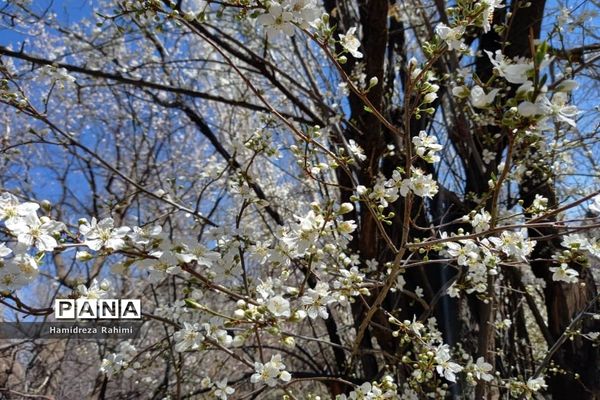 طبیعت بهاری خوانسار