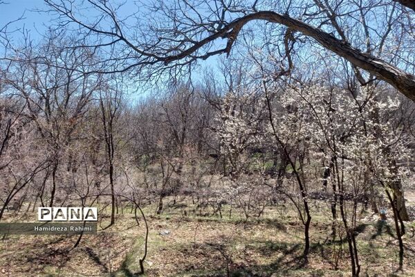 طبیعت بهاری خوانسار