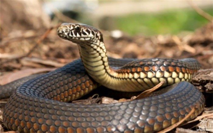 حمله مارها به کلان‌شهر تاریخی ایران