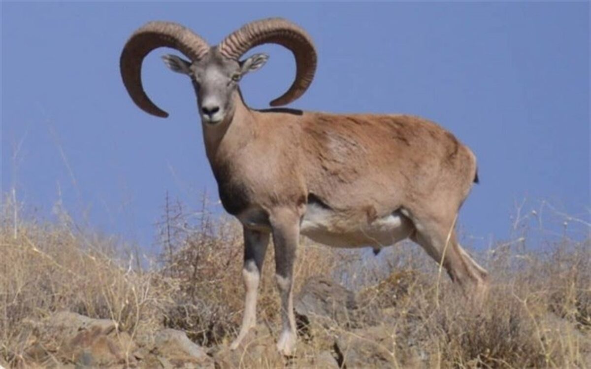 رشد 20 درصدی جمعیت چهارپایان پستاندار علفخوار استان  تهران در 1400