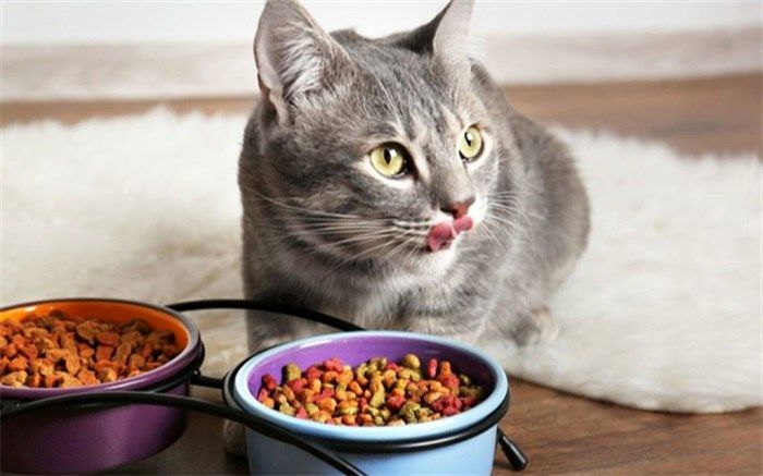 دلیل تنفر گربه‌ها از آب