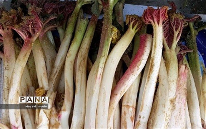 ریواس، ارمغان بهارِ نیشابور