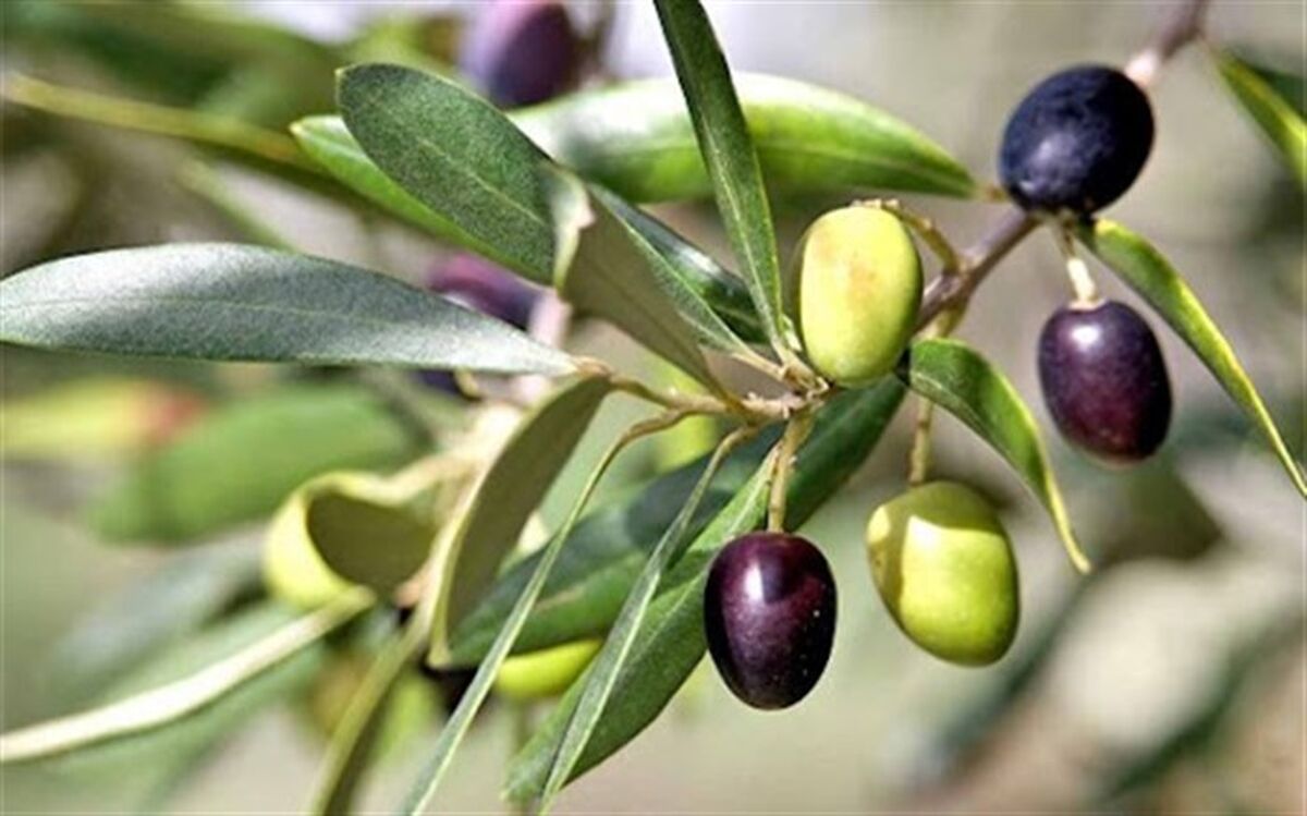 توسعه و اصلاح بیش از ۱۱ هزار و ۸۰۰ هکتار باغ زیتون در کشور