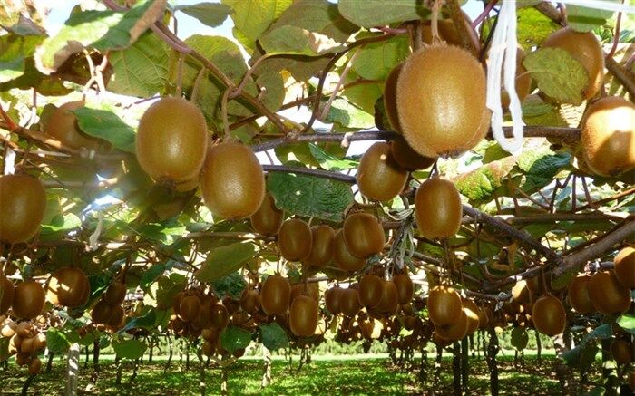 خواص باورنکردنی پوست کیوی