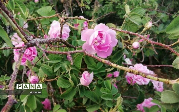 برداشت گل‌محمدی از باغات گل در بهاباد آغاز شد