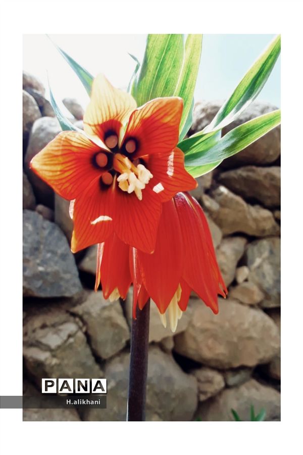 هنرنمایی بهار در روستای دره‌بید