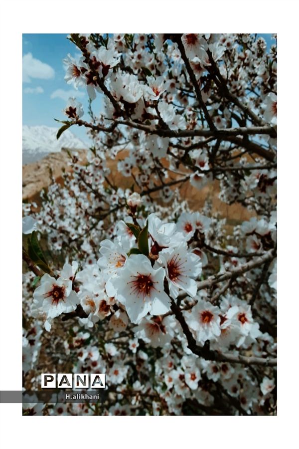 هنرنمایی بهار در روستای دره‌بید