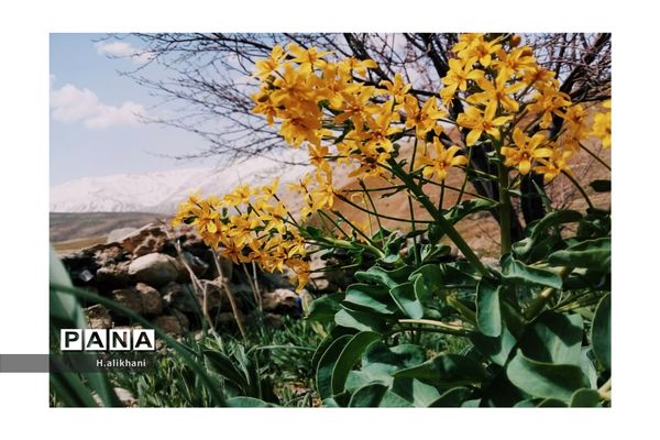 هنرنمایی بهار در روستای دره‌بید