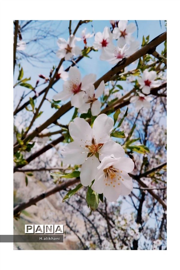 هنرنمایی بهار در روستای دره‌بید
