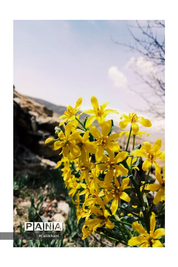 هنرنمایی بهار در روستای دره‌بید