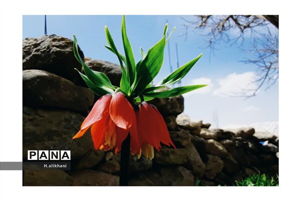 هنرنمایی بهار در روستای دره‌بید