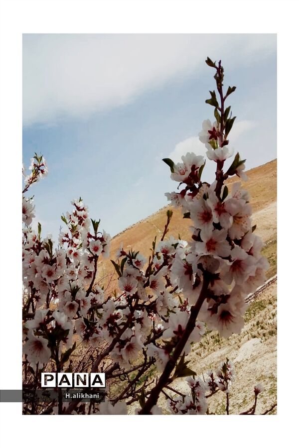 هنرنمایی بهار در روستای دره‌بید